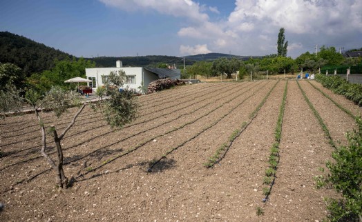 Kurbanlık hayvanların atıkları toprağa can oluyor