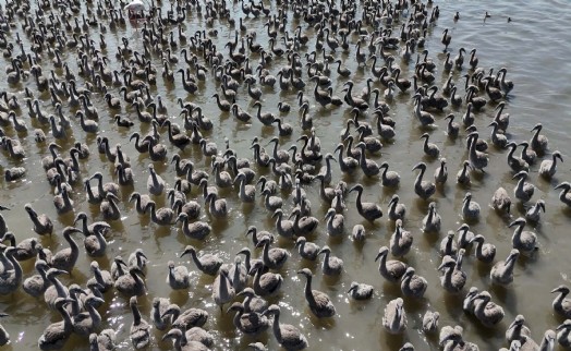 Kuş Cenneti'nde yavru flamingo zamanı