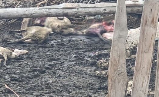 Kütahya'da ağıla girip sürüye saldırdı; 25 koyun öldü