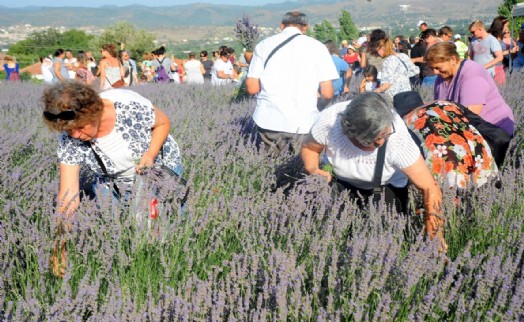 Mis gibi şenlik: Seferihisar'da lavanta büyüsü başlıyor
