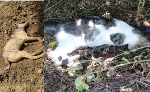 O ilçede havyan katliamı: 6 köpek 2 kedi zehirlendi!