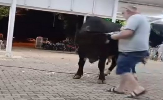 Para atarken boğanın boynuz darbesiyle havaya fırladı