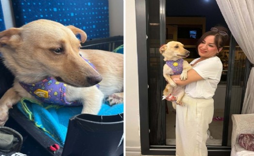 Şiddet gören 'Hayat', Almanya'da yeni yuvasına kavuştu