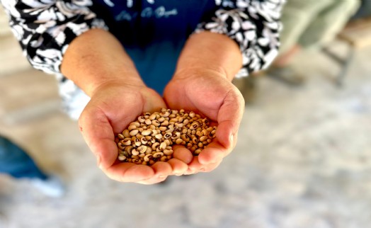Urla'da ipek börülce üretimi tohum desteği ile artacak