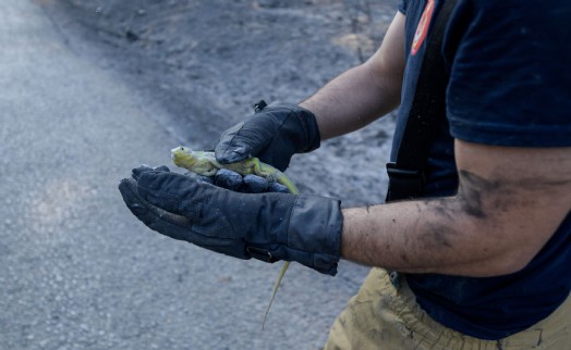 Yakaköy'deki yangında itfaiye ekipleri kertenkeleyi kurtardı