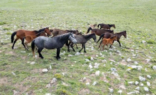 Yılkı atları havadan görüntülendi