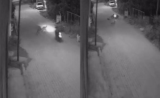 Yola fırlayan köpeğe çarpıp savruldu: 10 gün sonra öldü