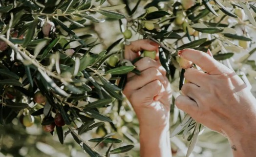 Zeytine sürgün: Akbelen'den Gökova'ya geniş alandaki ağaçların taşınması tasarlanıyor