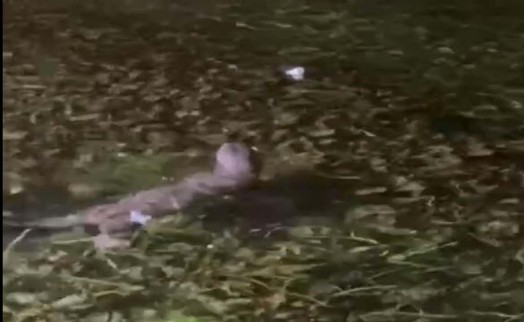 Akyaka'da su samuru mutluluğu