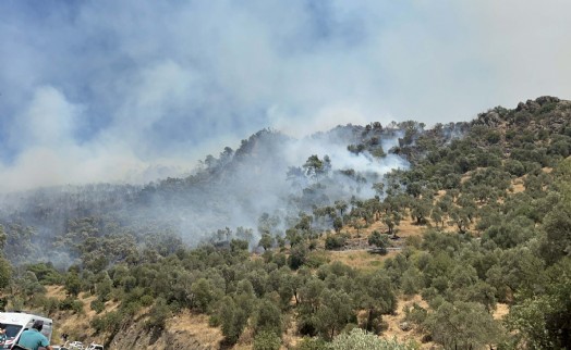 Aydın'da orman yangını 3 saatte kontrol altına alındı