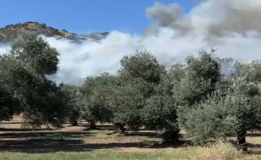 Aydın'da zeytinlik yangını kontrol altına alındı