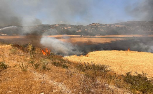 Biçerdöver kaynaklı yangında 2,5 dekar ekili buğday yandı