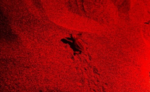 Caretta caretta yavruları denizle buluştu