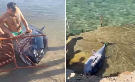 Çeşme'de orkinoslar kıyıya vurdu: İnceleme başlatıldı!