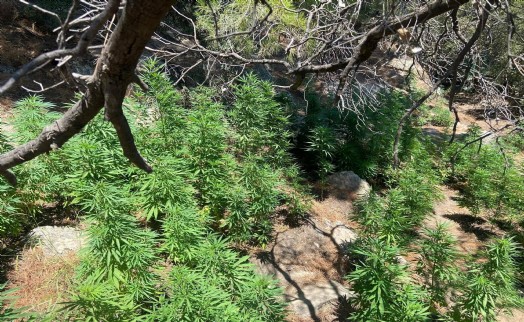 Dağda izinsiz Hint keneviri yetiştiren 3 şüpheliye gözaltı