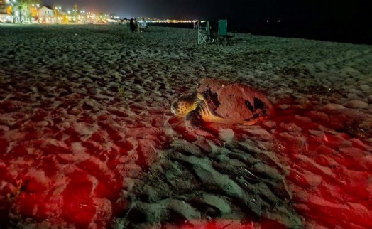 Didim'de caretta carettalar son yumurtalarını bırakmak için sahile çıkıyor