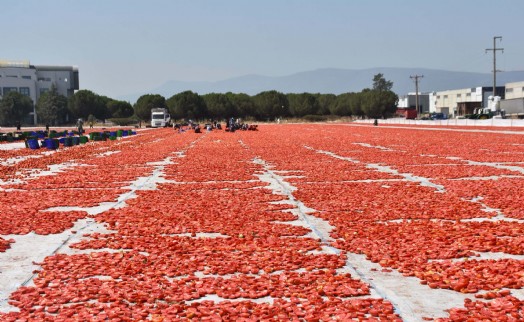 İzmir'de kuru domates mesaisi