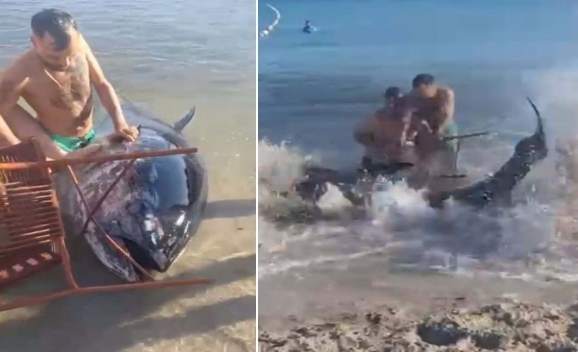 İzmir'de tepki çeken görüntü! Orkinosu sandalyeyle karaya çekmeye çalıştılar
