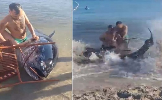 İzmir'de tepki çeken görüntü! Orkinosu sandalyeyle karaya çekmeye çalıştılar