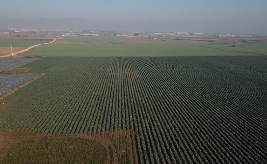 İzmir'deki su krizi tarım alanlarını da vurdu: 'On yıl içinde üretimden düşebilir!'