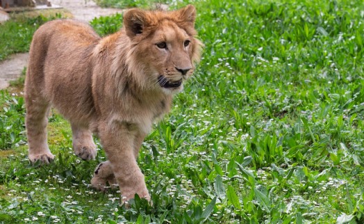İzmir'in yeni aslanı Pars'tan acı haber