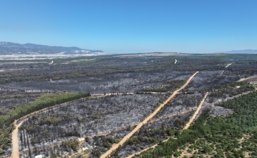 İzmir'de bir ayda 26 bin 260 hektar alan yandı
