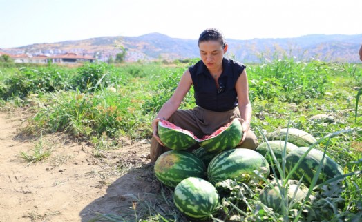 Karpuz tarlasında umut filizlendi: Başkan Sengel'den üreticiye destek eli