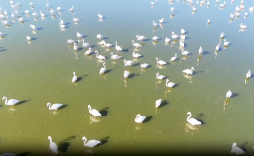 Kuruma riski altındaki gölün 'dert ortağı', allı turnalar