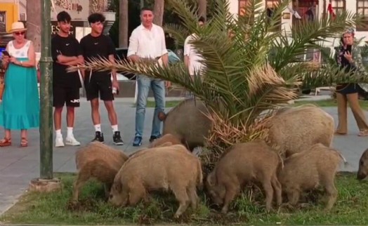 Kuşadası'nda aç kalan yaban domuzu sürüsü, yine ilçe merkezine indi