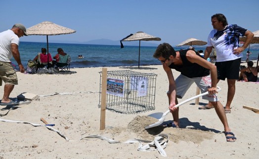 Kuşadası'nda 68 caretta caretta yumurtası zarar görmemesi için güvenli bölgeye taşındı