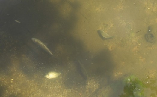 Kütahya'da balık ölümleri tedirgin etti