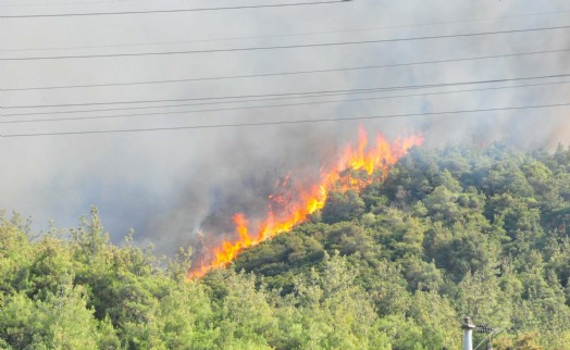 Manisa'da orman yangını
