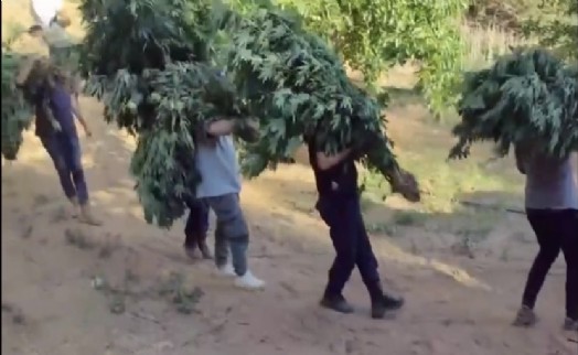 Manisa'da zehir operasyonu: 2 bin 903 kök kenevir ve 8 kilo 820 gram kubar esrar ele geçirildi