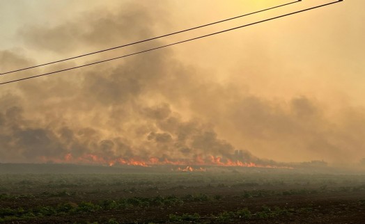 Manisa'da çıkan yangın İzmir'e sıçradı: 250 hektar alan zarar gördü