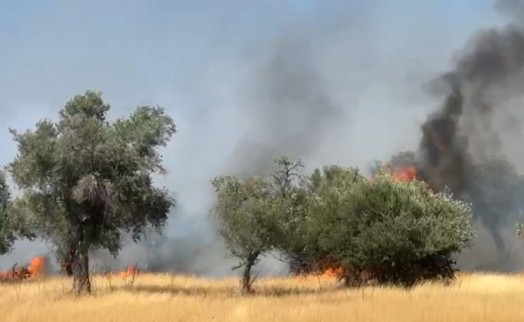 Milas'taki orman yangını kontrol altında!