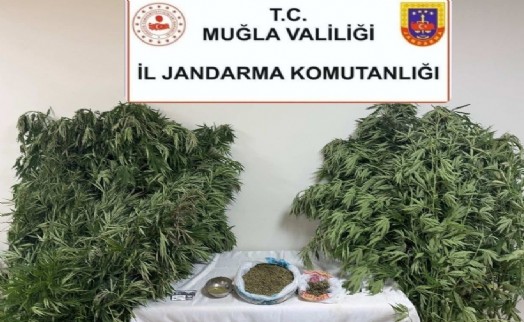 Muğla'da zehir tacirlerine baskın!