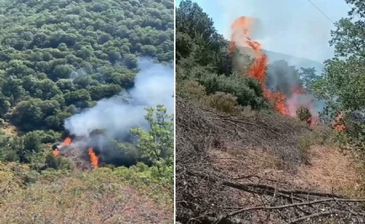 Nazilli'de orman yangını 2 saatte kontrol altına alındı