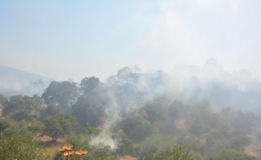 Otluk yangınında 4 hektar zeytinlik alan da zarar gördü