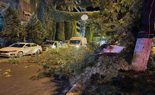 Seyir halindeyken üzerine ağaç dalları düştü!