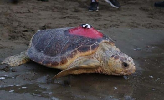 Sinyali kesilen caretta 'Tuba', yuvalama için geldi