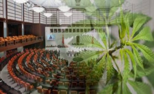 Teklif Meclis'ten geçti vekiller tatile çıktı: Tıbbi kenevir eczanelerde satılabilecek