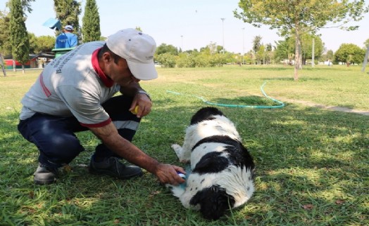 Temizlik görevlisinin sokak köpeği ile bağı dikkat çekiyor