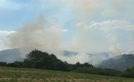 Uşak'ta orman yangını! Alevler kısa sürede yayıldı