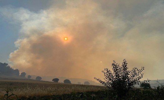 Uşak'ta tarım arazisinde çıkan yangın ormana sıçradı