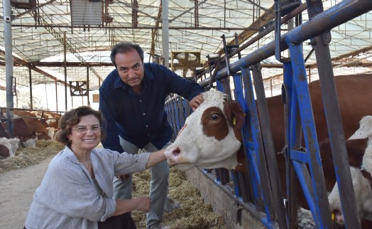 Veteriner çift, çiftlikteki buzağılarına tanıdıklarının ismini veriyor