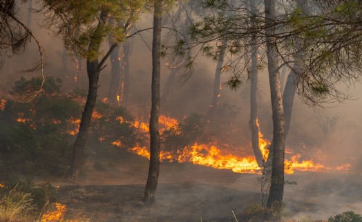 Gaziemir'de korkutan orman yangını kontrol altına alındı
