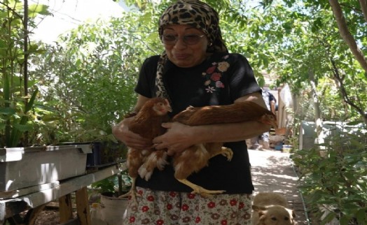 Yürekleri ısıtan haber Seferihisar'dan: İzmir'deki yangından kurtarılan tavuklarına kavuştu