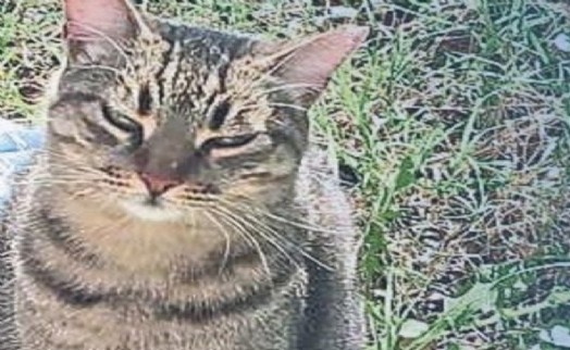 Bıçaklanarak katledilen 'Ponçik' için adalet çağrısı!