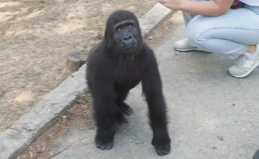 8 aylık Türkiye macerası bitiyor: Zeytin evinde dönüyor