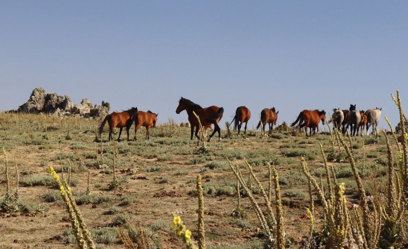 Afyon'da yılkı atları mutluluğu!